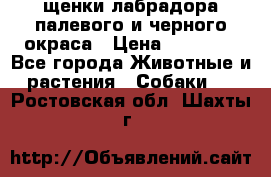 щенки лабрадора палевого и черного окраса › Цена ­ 30 000 - Все города Животные и растения » Собаки   . Ростовская обл.,Шахты г.